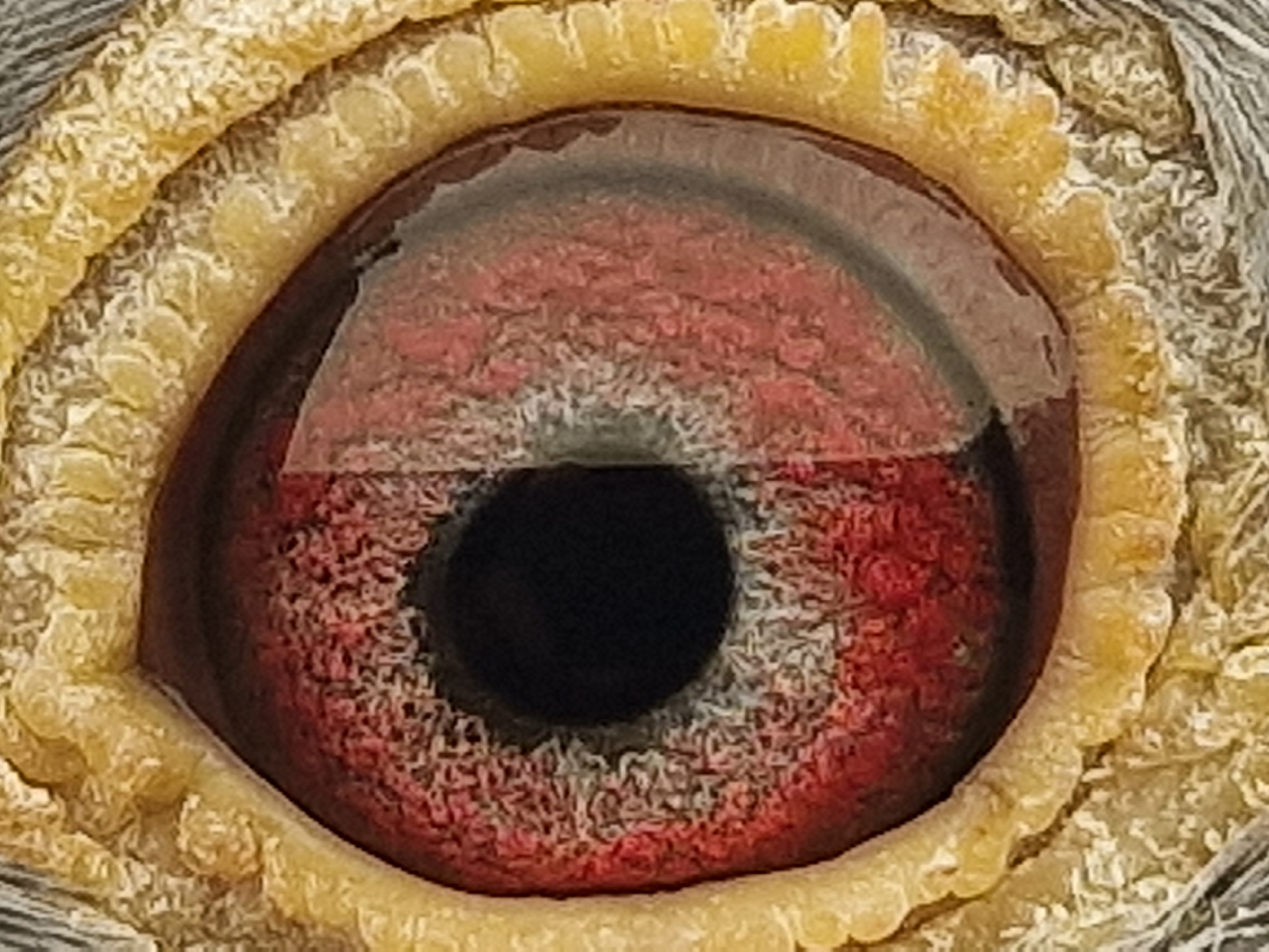 Pigeon eye